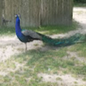 Meet your Posher, Eris